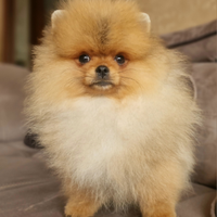 Spitz di Pomerania Bianco crema arancio