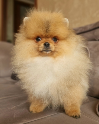 Spitz di Pomerania Bianco crema arancio