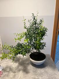 Prebonsai