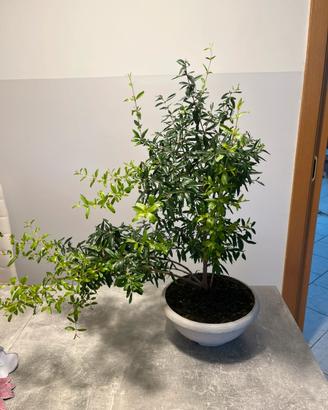 Prebonsai