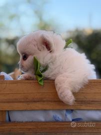 Cuccioli di chihuahua maschi con pedigree