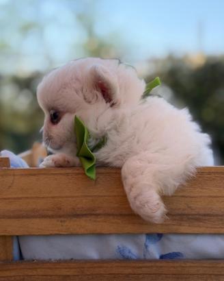 Cuccioli di chihuahua maschi con pedigree