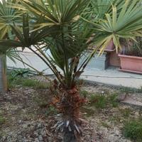 pianta  Palma  giapponese