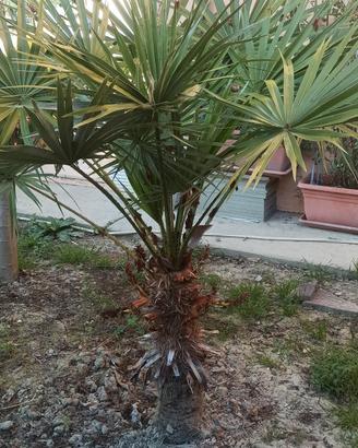 pianta  Palma  giapponese