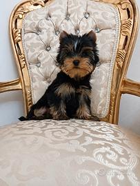 Yorkshire maschietto con pedigree
