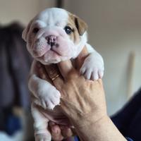 Bulldog inglese