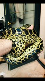 Anaconda gialla