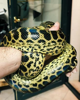 Anaconda gialla