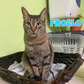 Febo e Frollo gatti tigrati di 2 anni