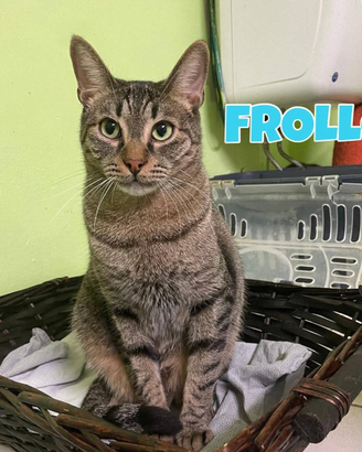 Febo e Frollo gatti tigrati di 2 anni