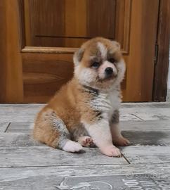 Prenotazione CUCCIOLI DI AKITA Lombardia