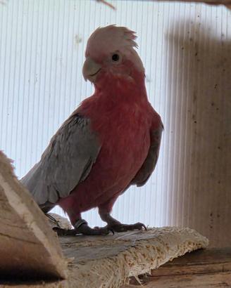 Kakatua rosacapilla femmina