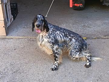 Setter tutta caccia