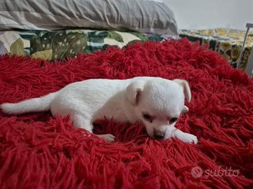Chihuahua