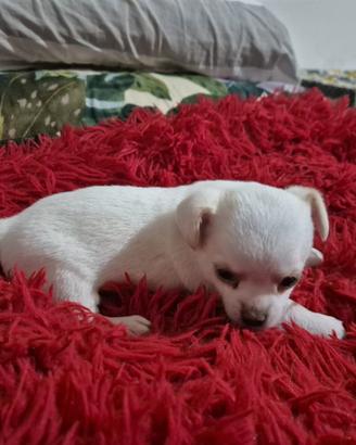 Chihuahua