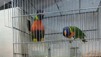 Pappagallo arcobaleno