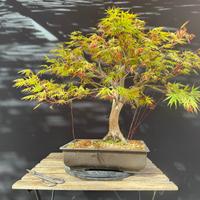 Bonsai acero palmato (VENDUTO)