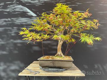 Bonsai acero palmato (VENDUTO)