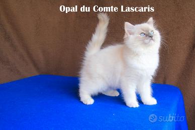 OPAL gattina razza RAGDOLL con pedigree