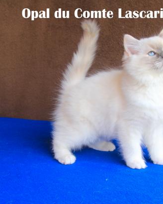 OPAL gattina razza RAGDOLL con pedigree
