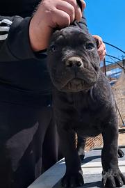 Cuccioli di cane corso disponibili