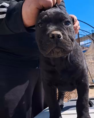 Cuccioli di cane corso disponibili