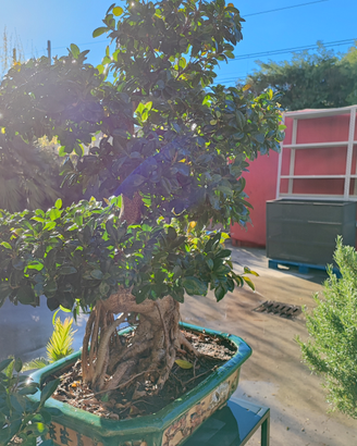 Bonsai di Ficus