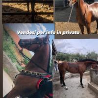 Cavallo