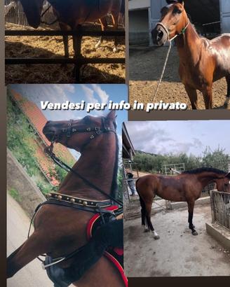Cavallo