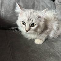 Gatto siberiano con pedigree cucciolo