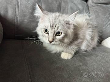 Gatto siberiano con pedigree cucciolo