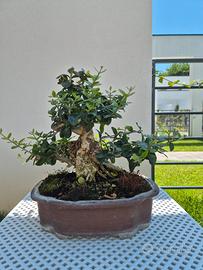 Olivastro bonsai