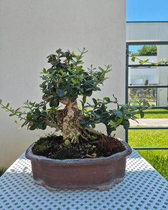 Olivastro bonsai