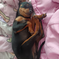 Ultima femmina di pinscher nano
