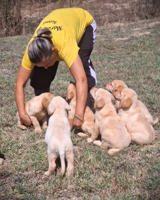 Cuccioli di Labrador allevamento Ric. ENCI