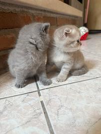 Gattini Scottish fold/straight