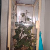 Insetti stecco/foglia secca