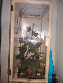 Insetti stecco/foglia secca