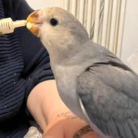 Inseparabile allevato a mano