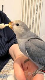 Inseparabile allevato a mano