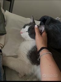 Gatto bianco e grigio fumo