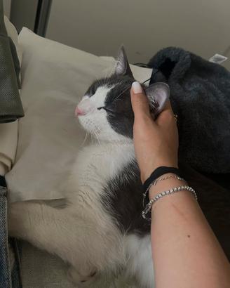 Gatto bianco e grigio fumo