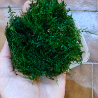 Java moss