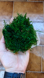 Java moss