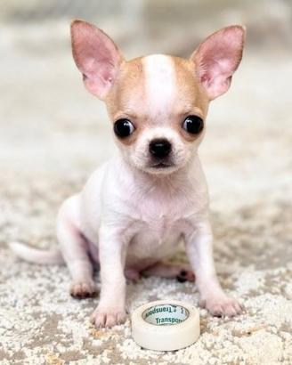 CHIHUAHUA TOY CUCCIOLI BICOLORE - pag agevolato