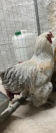 Gallo Brahma Isabella