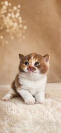 British shorthair