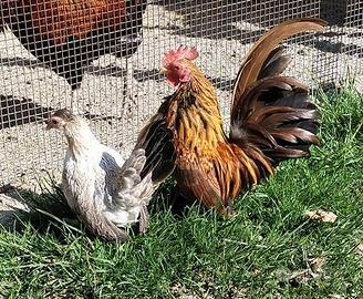 Gallo, chioccia, pulcini