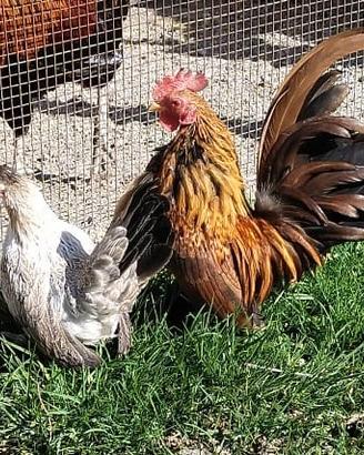 Gallo, chioccia, pulcini