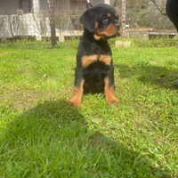Rottweiler cuccioli